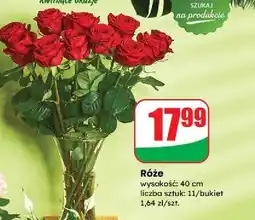 Dino Róże oferta