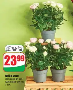 Dino Róża duo oferta