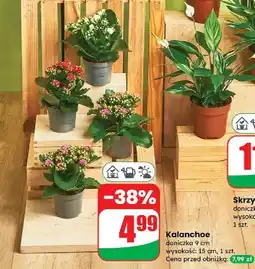 Dino Kalanchoe oferta