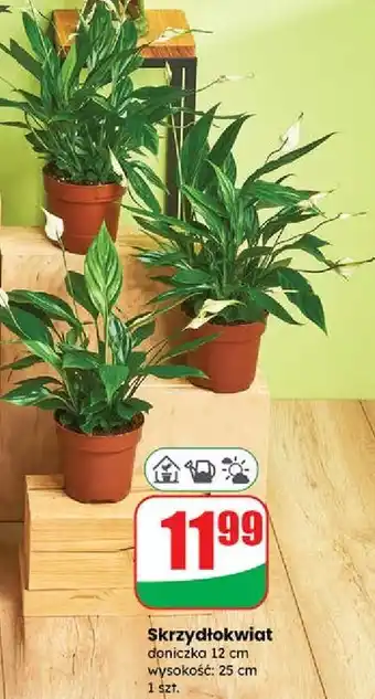 Dino Skrzydłokwiat oferta