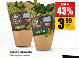 Supeco Bazylia lub mięta Carrefour oferta