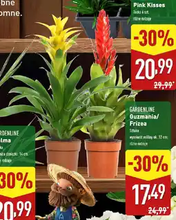 ALDI Gardenline guzmania/ frizea oferta