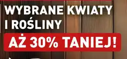 ALDI Wybrane kwiaty i rośliny oferta