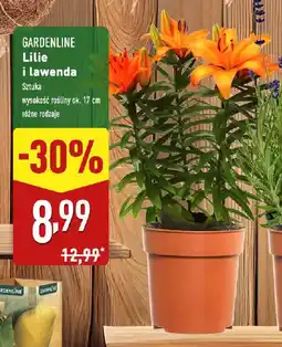 ALDI Gardenline lilie i lawenda oferta