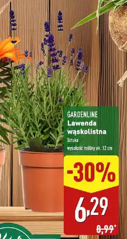 ALDI Gardenline lawenda wąskolistna oferta
