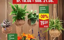 ALDI Gardenline kokodama oferta