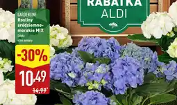 ALDI Gardenline rosliny sródziemno- morskie mix oferta