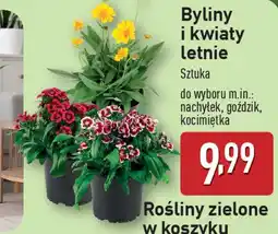 ALDI Byliny i kwiaty letnie oferta