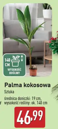 ALDI Palma kokosowa oferta