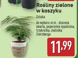 ALDI Rośliny zielone w koszyku oferta
