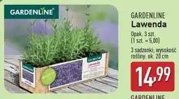 ALDI Gardenline lawenda oferta