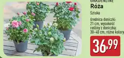 ALDI Gardenline róża oferta