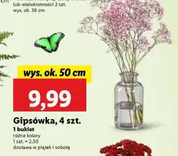 Lidl Gipsówka, 4 szt oferta