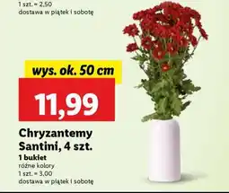 Lidl Chryzantemy Santini, 4 szt oferta