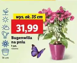 Bugenwilla na pniu 35 cm
