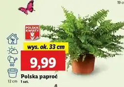 Lidl Paproć oferta