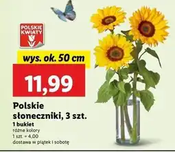 Lidl Słonecznik oferta