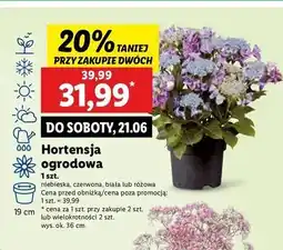 Lidl Hortensja ogrodowa różowa oferta