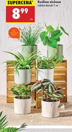 Biedronka Roślina zielona oferta