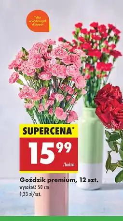 Biedronka Goździk premium oferta