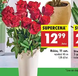 Biedronka Róża oferta