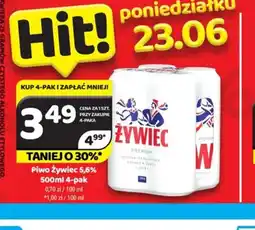 Delfin Piwo Zywiec oferta