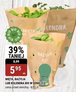 Mięta, bazylia lub kolendra bio w doniczce