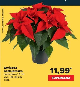 Netto Gwiazda betlejemska oferta