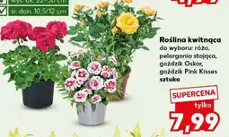 Kaufland Roślina kwitnąca oferta