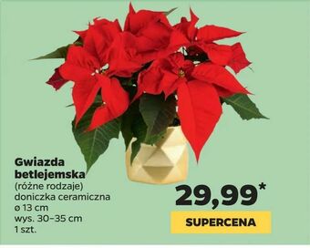 Netto Gwiazda betlejemska oferta