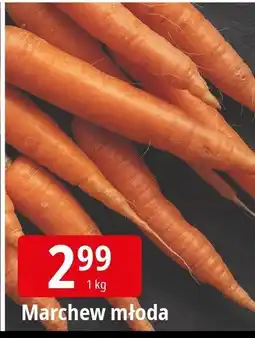 E.Leclerc Marchew młoda Leclerc oferta