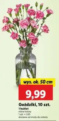 Lidl Goździki, 10 szt oferta