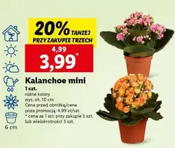 Lidl Kalanchoe mini oferta