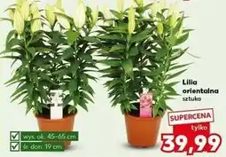 Kaufland Lilia orientalna don. 19cm oferta