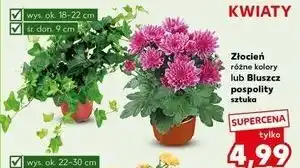 Kaufland Bluszcz pospolity oferta