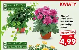 Kaufland Roślina oferta