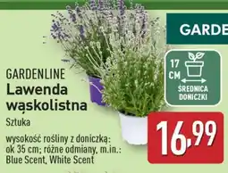 ALDI GARDENLINE Lawenda wąskolistna oferta