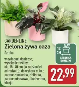 ALDI GARDENLINE Zielona żywa oaza oferta