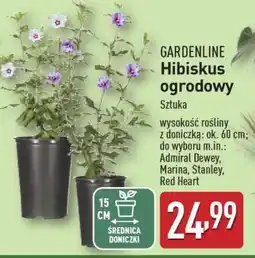 ALDI GARDENLINE Hibiskus ogrodowy oferta