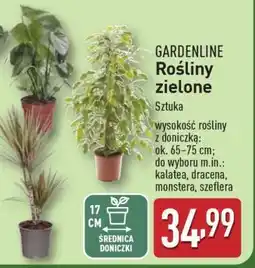 ALDI GARDENLINE Rośliny zielone oferta