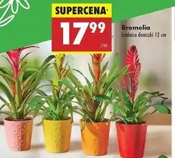 Bromelia 12 cm