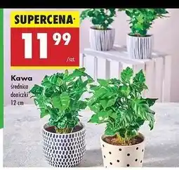 Biedronka Kawa don. 12 cm oferta