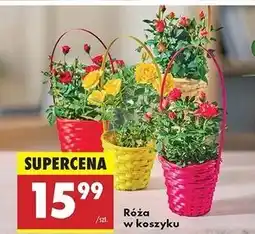 Biedronka Róża doniczkowa w koszyku oferta