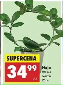Hoja australis 12 cm