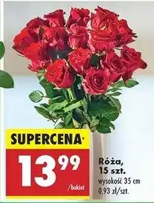 Biedronka Róża 25 cm oferta