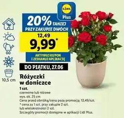 Lidl Róża w doniczce 10.5 cm oferta