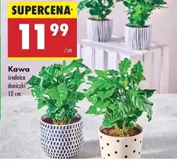 Biedronka Roślina oferta