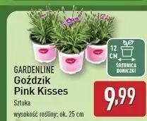 ALDI Goździk pink kisses Gardenline oferta