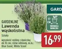 ALDI Lawenda blue scent don. 17 cm Gardenline oferta