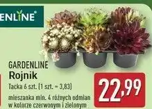 ALDI Rojnik Gardenline oferta